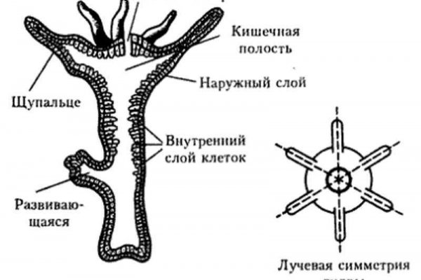 Kraken официальный сайт ссылка через tor