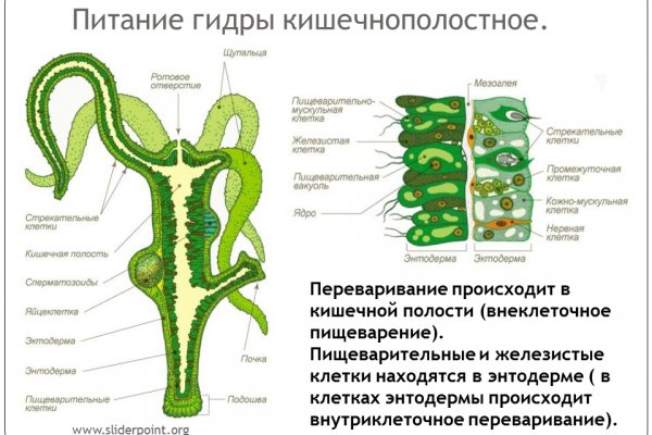 Kraken рабочее зеркало onion